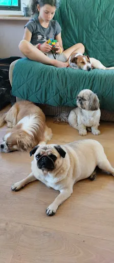 Cztery Łapy. Domowy hotel dla psów